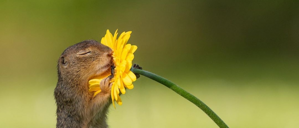 Una ardilla oliendo una margarita es furor en las redes