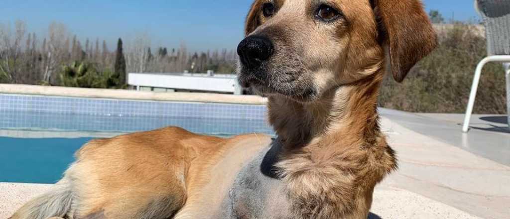 "Scioli", el perrito mendocino al que le falta una pata, busca hogar