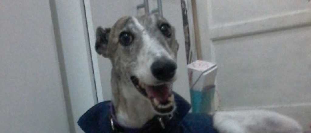 Buscan a una galgo rescatada que asiste a una nena con autismo