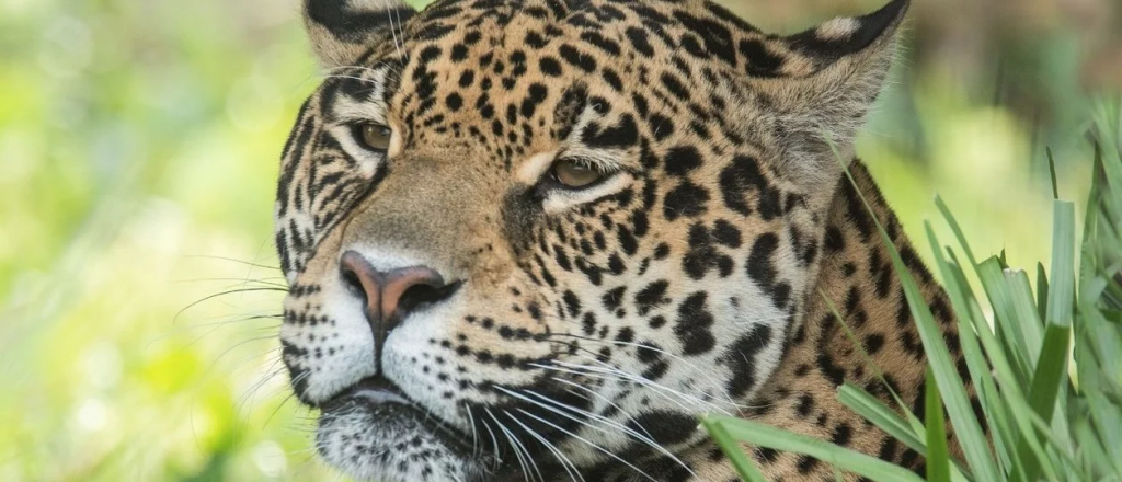 Por primera vez avistaron un yaguareté en El Impenetrable chaqueño