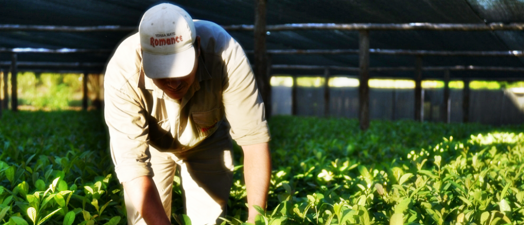 Mientras la pobreza aumenta, en Misiones piden venezolanos para la yerba 