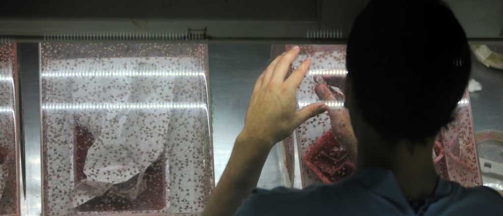 Mendoza venderá moscas del Mediterráneo estériles a Bolivia