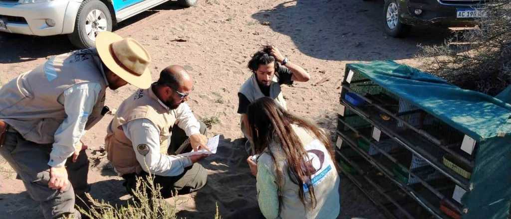 Ambiente liberó a 19 Cardenales Amarillos, especie en peligro