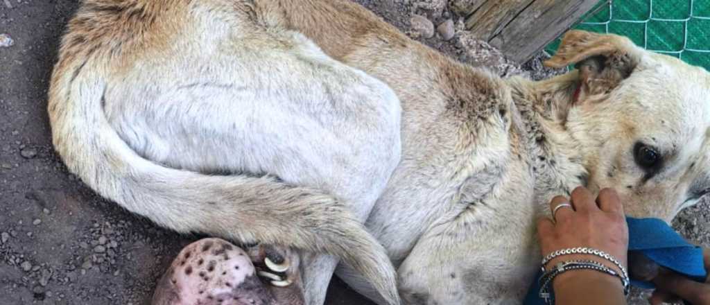 El grito silencioso de Poroto que carga con un tumor de 3 kilos