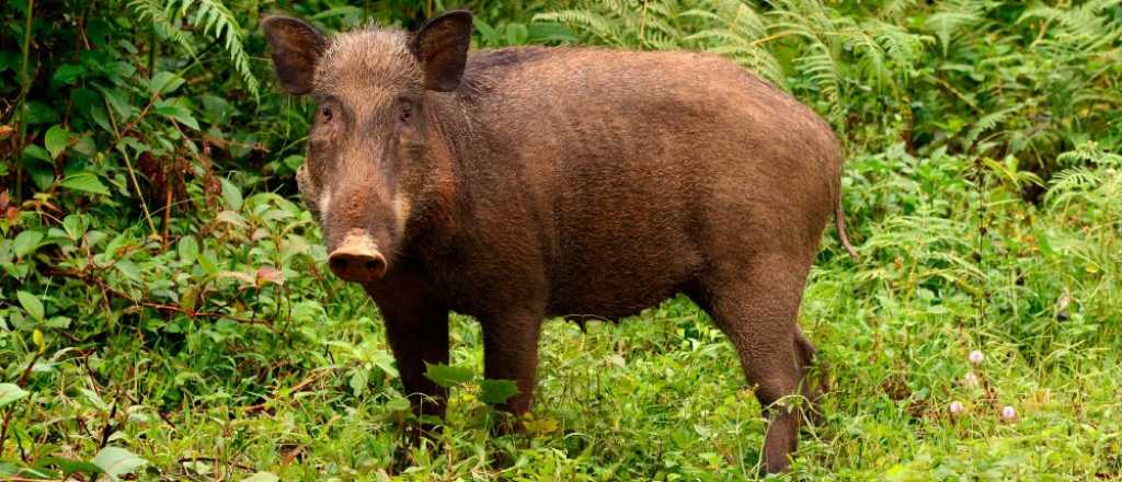 Alerta en Bariloche por una invasión de jabalíes