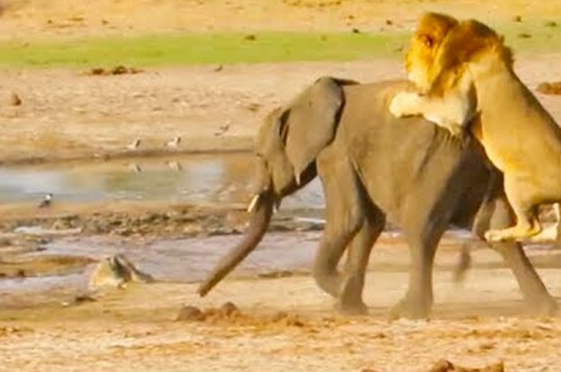 Terrible video de un león atacando a un elefantito - Mendoza Post