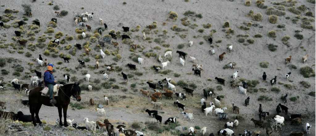 Los criadores de cabras mendocinos en una situación crítica