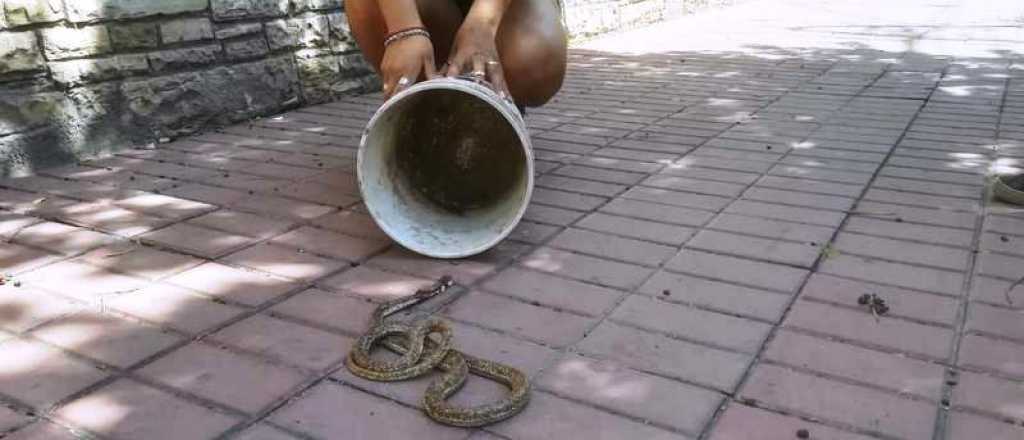 Apareció una serpiente en el Centro de San Rafael