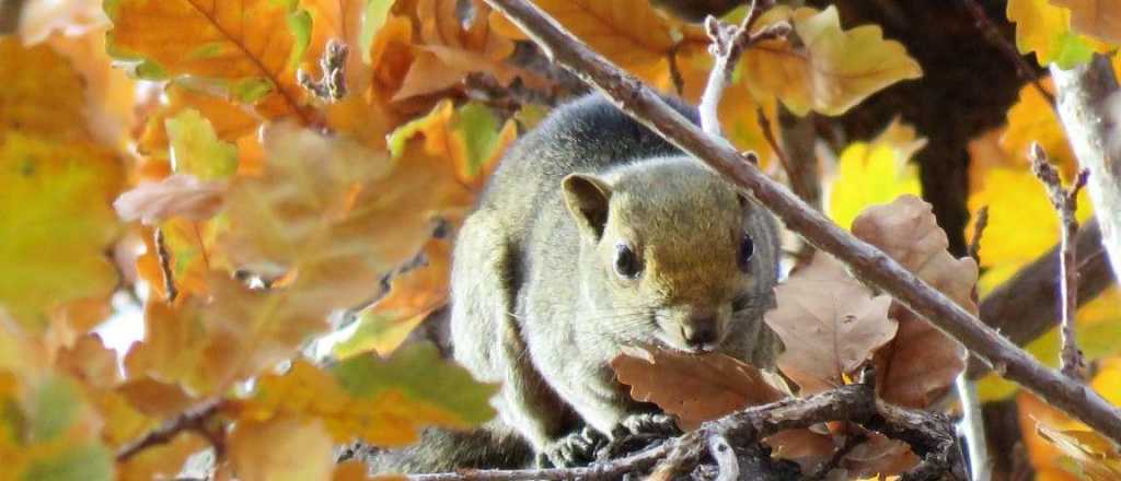 Una plaga de ardillas exóticas pone en jaque a Tupungato