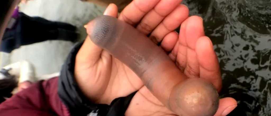 El "pez pene" invadió las playas de California