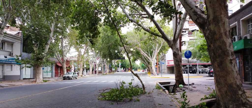 Cayó una rama en la calle San Martín de Godoy Cruz y ocupó todo el carril de autos