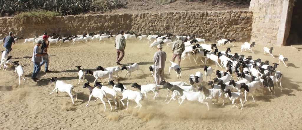 Cuánto cuesta al año alimentar a los animales del Ecoparque