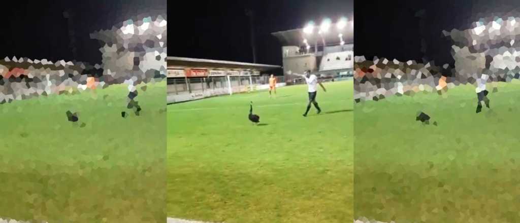 Un partido casi fue suspendido por la presencia de un ganso en la cancha