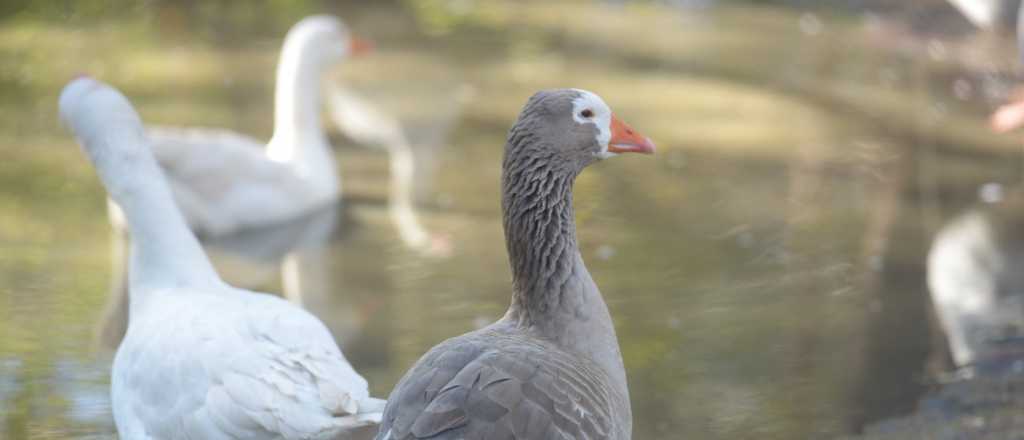 Casi 800 animales del Ecoparque han sido derivados a nuevos hogares