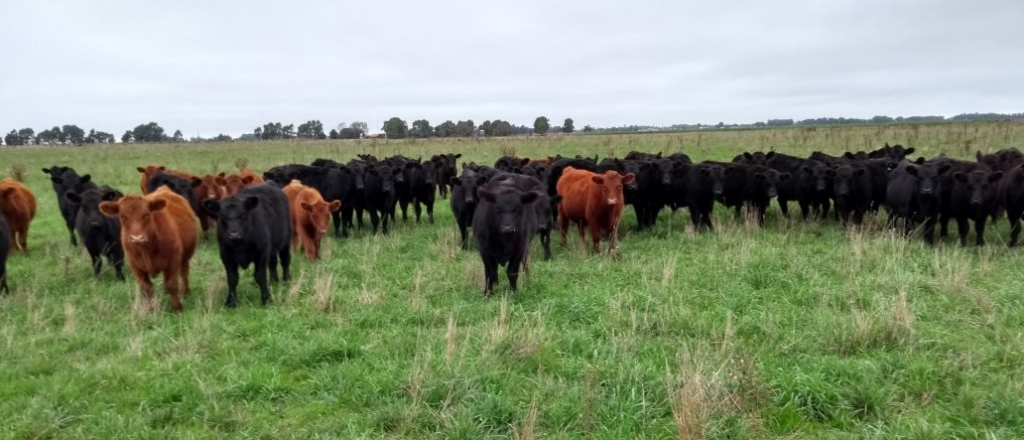 Alertan los productores que no venderán carne por el freno a la exportación