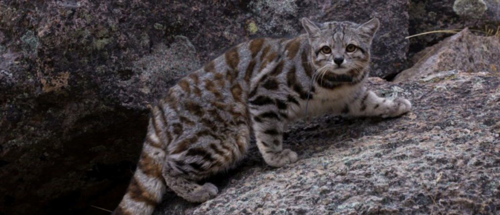 Le dicen "el invisible" pero en Villavicencio se deja ver: así es el gato andino