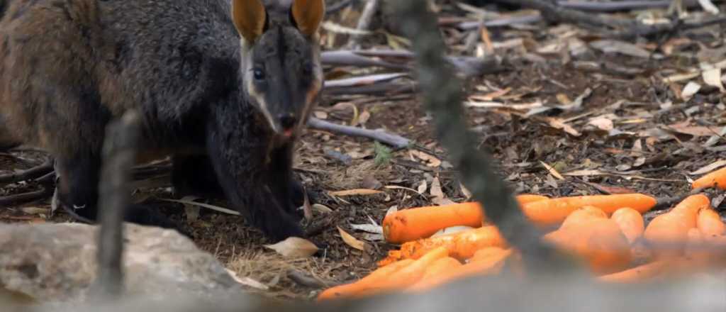 Ya son más de mil millones los animales muertos en Australia