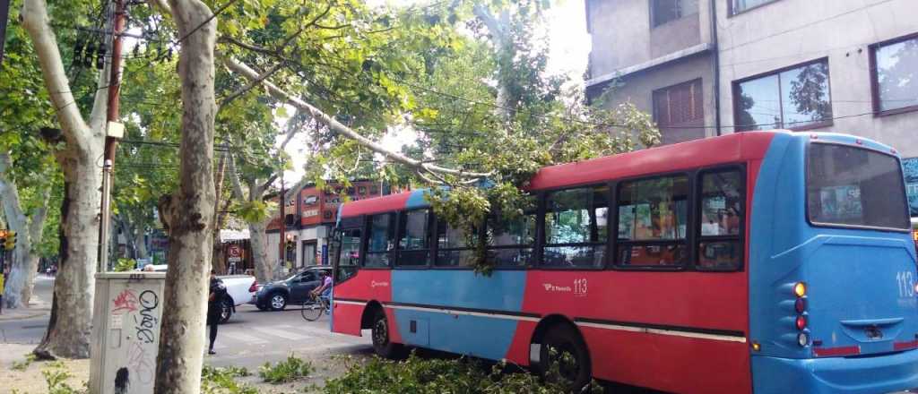 Una rama de un árbol cayó sobre un colectivo en Ciudad