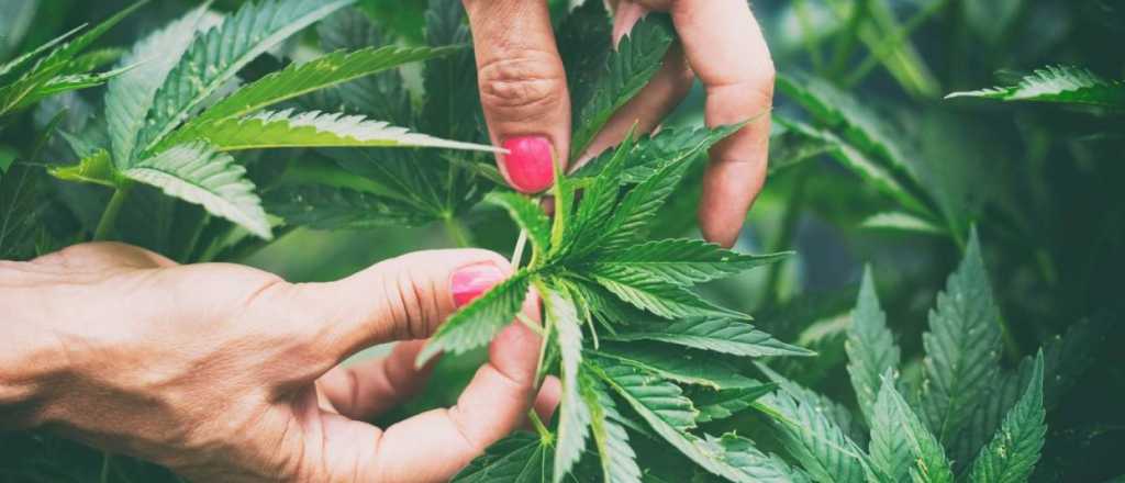 Arrestan en Misiones a una mujer de 74 años por tener una planta de marihuana