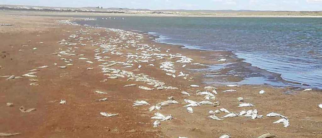 El "cementerio de peces" en la Laguna Las Salinas, San Rafael