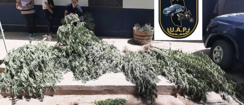 Tenían un "jardín" de marihuana en la puerta de la casa y los detuvieron 