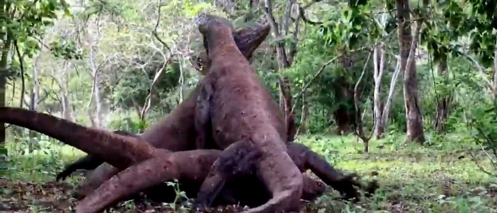 Video: tremenda pelea entre cuatro dragones de Komodo