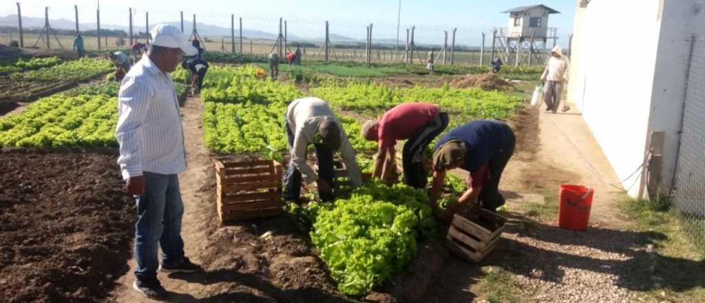 Presos armaron una huerta en el patio y le dan de comer a todo el penal