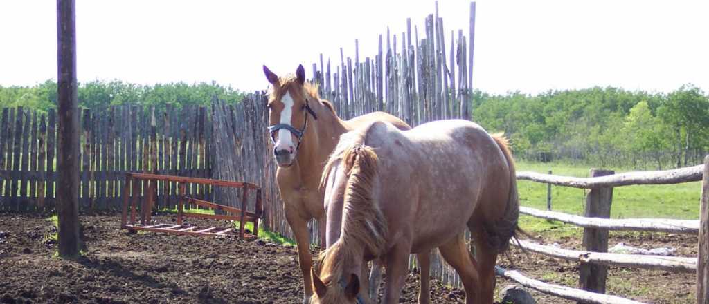 Robaron dos caballos que iban a desfilar en Vendimia