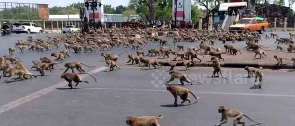 Video: invasión de monos en Tailandia debido a la cuarenta por coronavirus