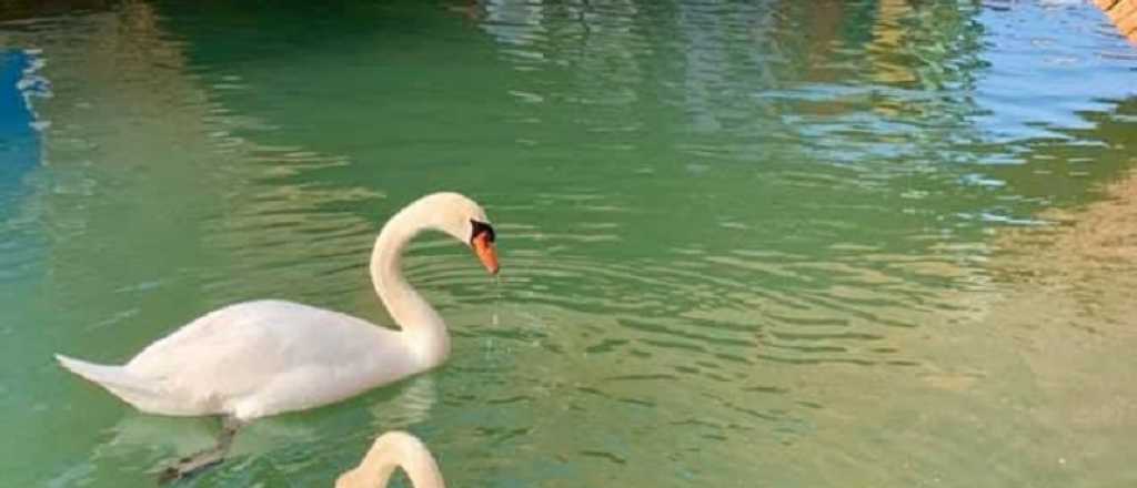 Por la cuarentena, los canales de Venecia se llenaron de cisnes y peces