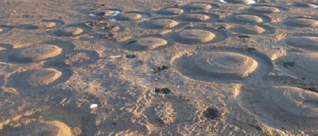 Los flamencos de Llancanelo migraron a El Nihuil por la falta de agua