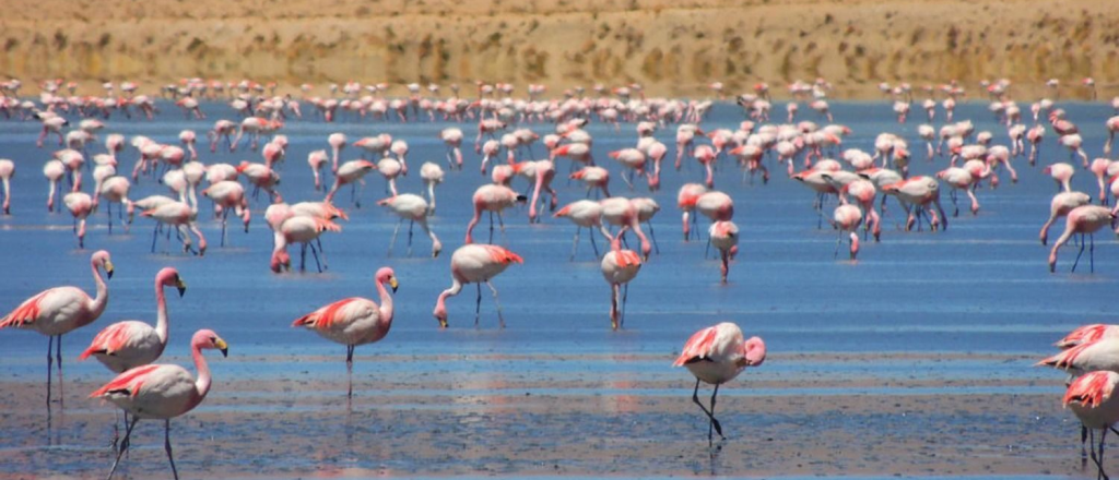 Los flamencos de Llancanelo migraron a El Nihuil por la falta de agua