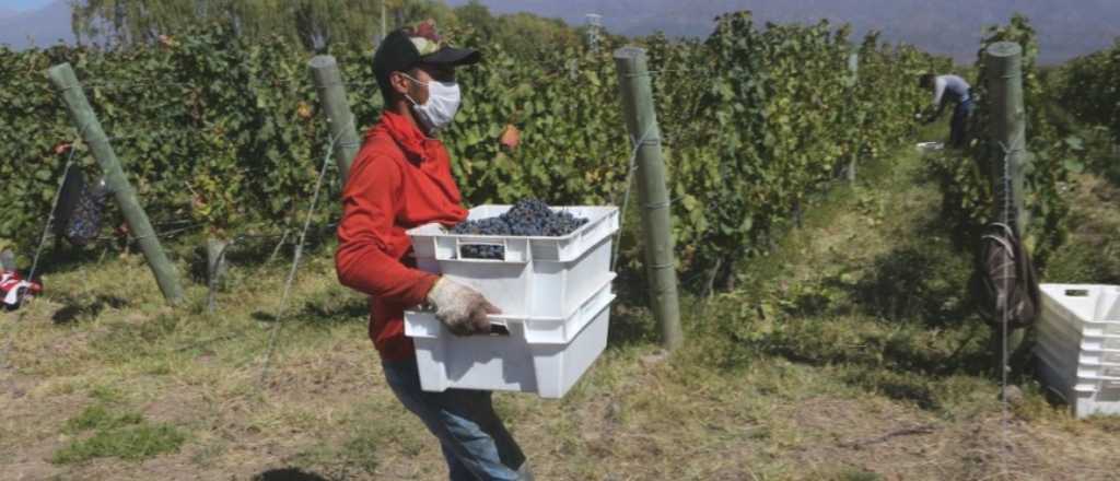 Trabajo en la cosecha en Mendoza: así podés inscribirte 