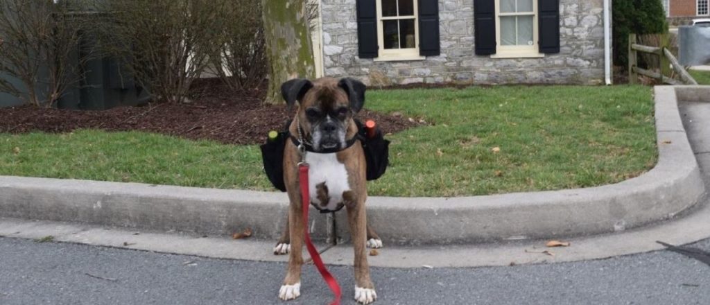 Una bodega puso a un perro como delivery y las ventas explotaron