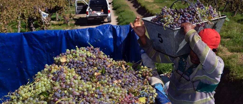 Mendoza quiere que el 80% de los cosechadores sean mendocinos