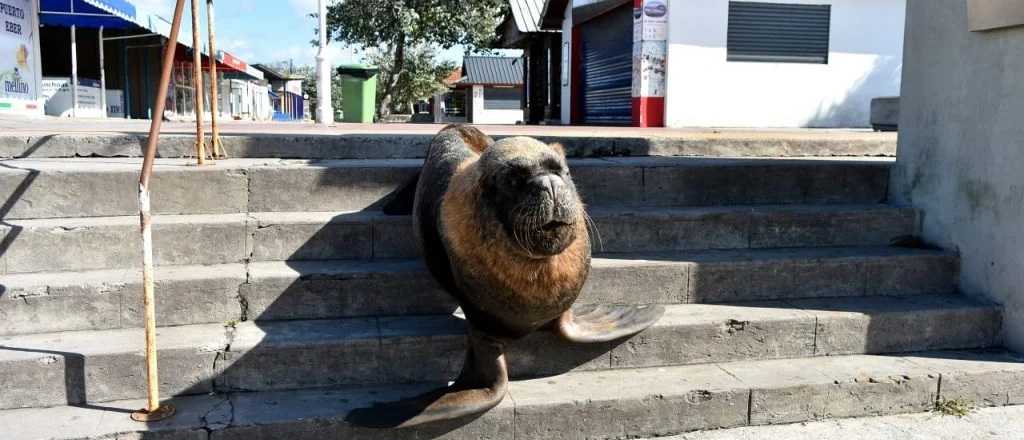 Los lobos marinos se "adueñaron" de las calles de Mar del Plata