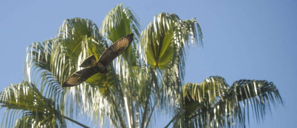 Buscan proteger la biodiversidad de Ciudad que reapareció con la cuarentena