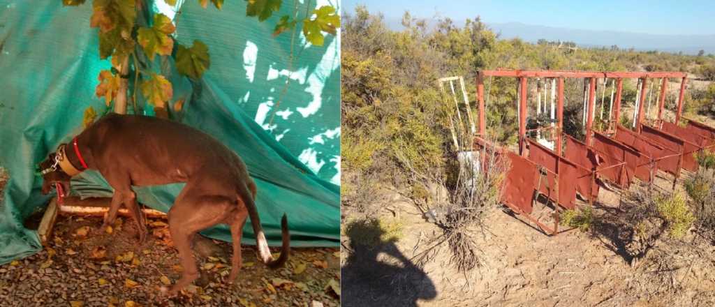 Cuatro detenidos por organizar carreras de galgos en Lavalle