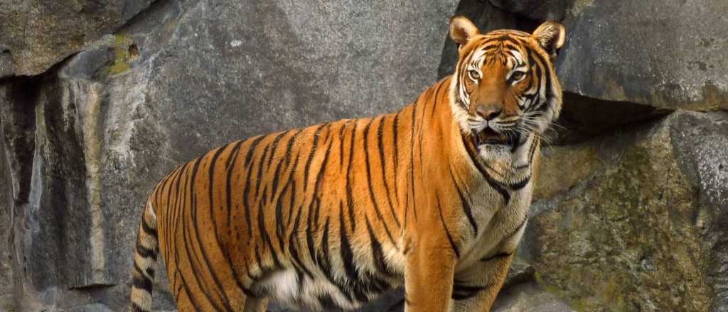 Preocupación por leones y tigres con coronavirus