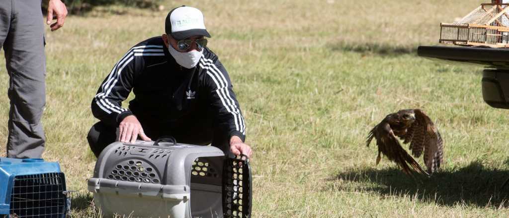 Día del Animal: Mendoza liberó aves rescatadas del cautiverio 