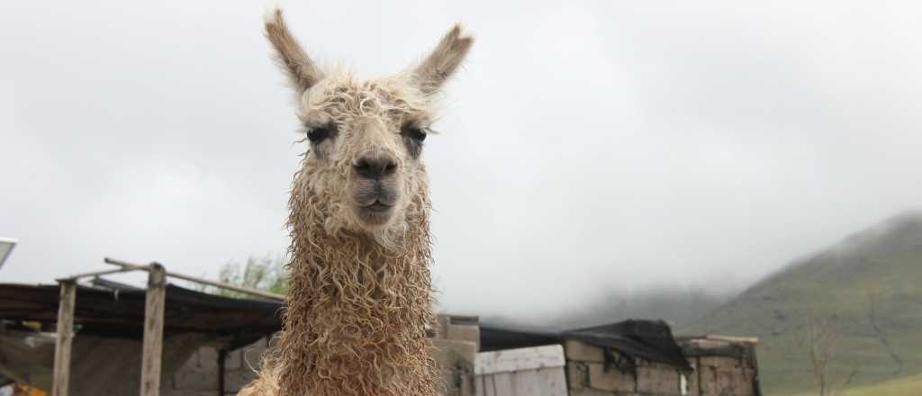 Científicos argentinos buscan en gallinas y llamas la cura del coronavirus 