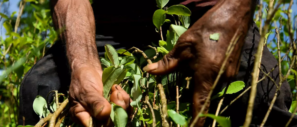 La ONU advierte que podría crecer el cultivo de drogas en Latinoamérica