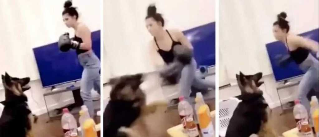 Repudiable: usó a su perro para practicar boxeo y podría ir a la cárcel