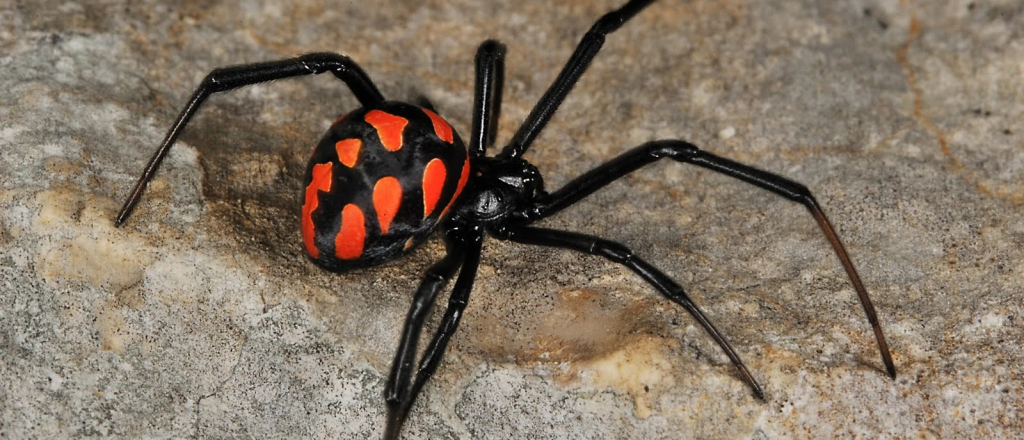 Tres nenes se hicieron picar por una Viuda Negra para ser como el Hombre Araña