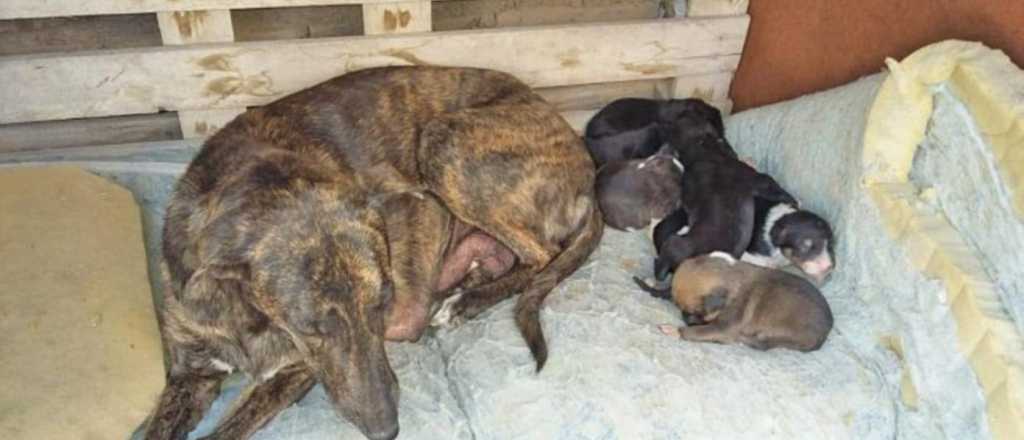 Los cachorros que iban a ser enterrados vivos se están recuperando en San Rafael