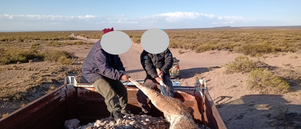 Cazaron un guanaco y lo trasladaron con una carga de piedra pomez