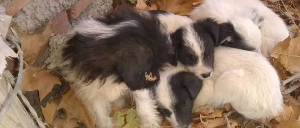 Video: un sanjuanino abandonó a 5 cachorros a plena noche