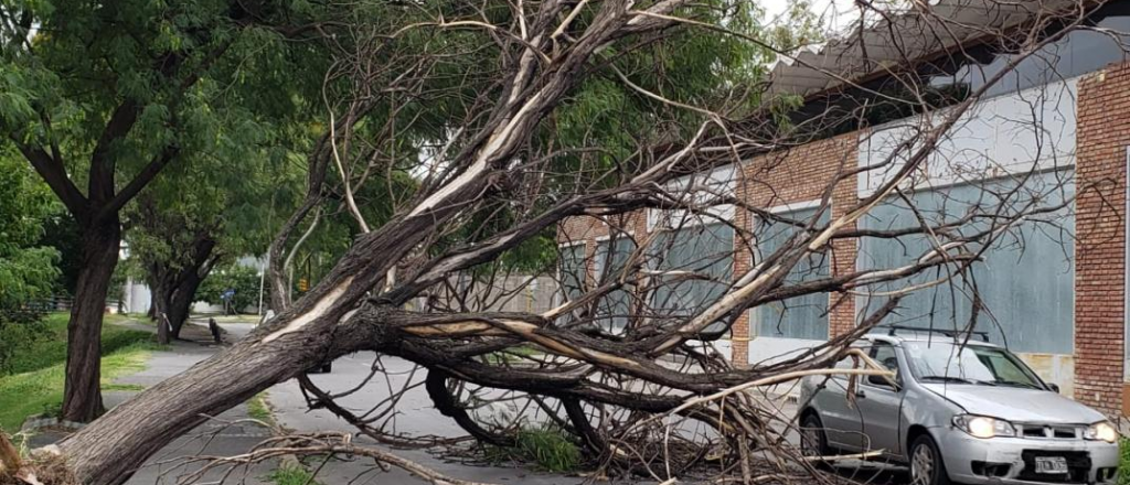 Murió un hombre al caer de un árbol en Rivadavia