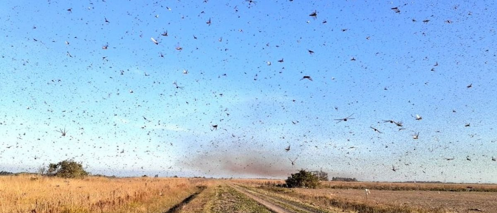 Video: invasión "bíblica" de langostas en Corrientes 