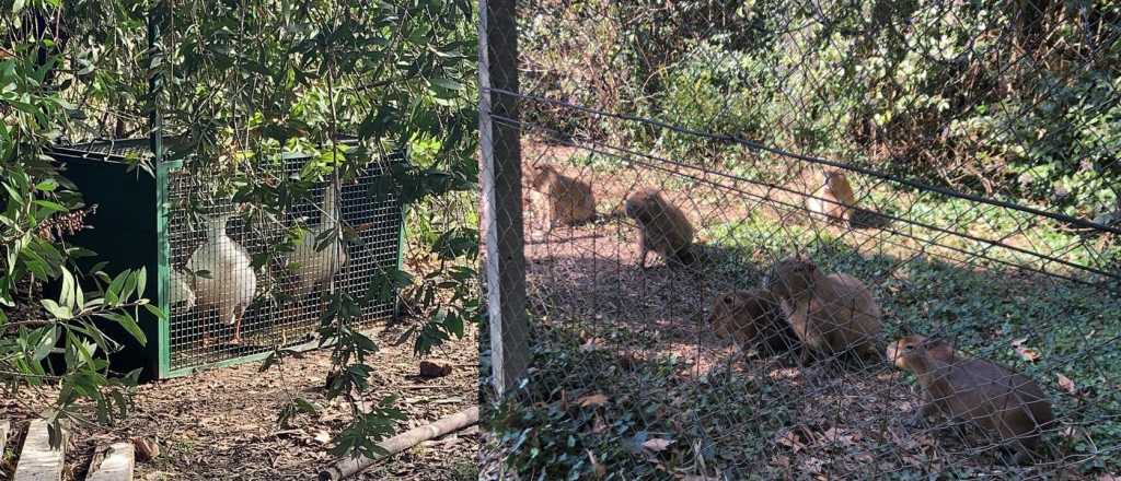 Un country expulsó a sus animales autóctonos a pedido de 10 vecinos